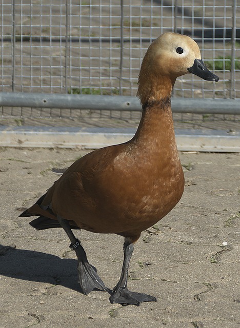 曼城20